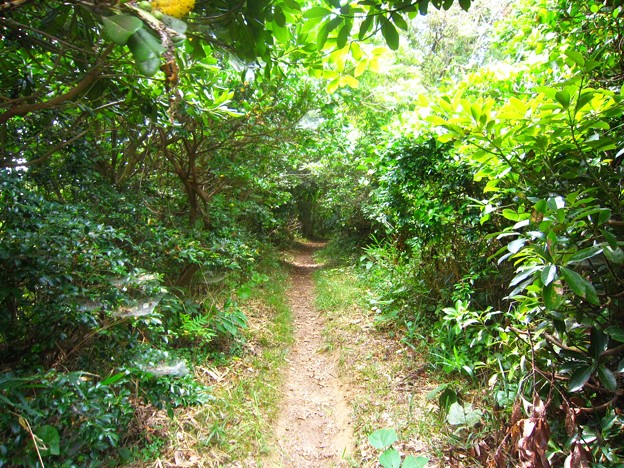 篠島南部