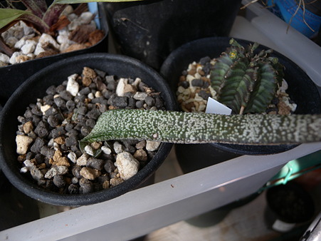 Gasteria batesiana 'Ultra Fine'