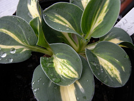 Hosta Snow Mouse
