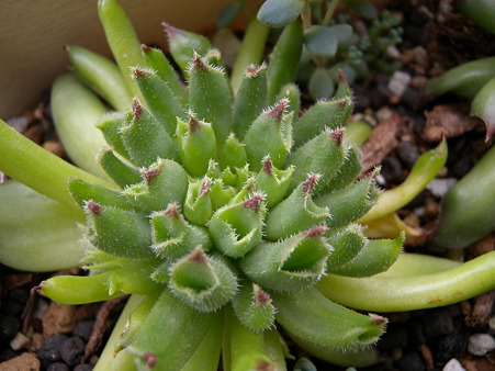 Sempervivum Momoe