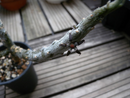 Rhytidocaulon macrolobum