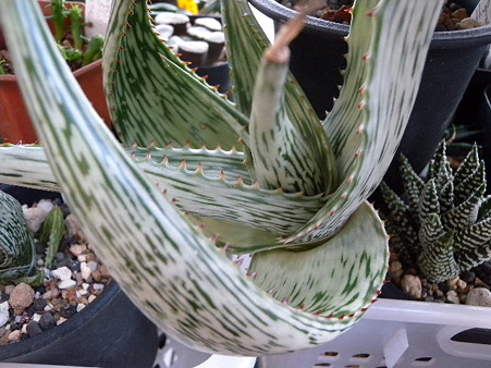 aloe peckii3