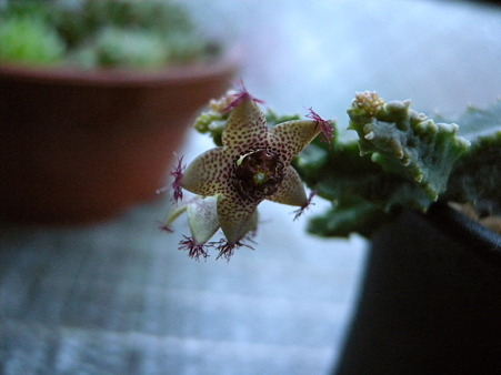 Caralluma shadhbana