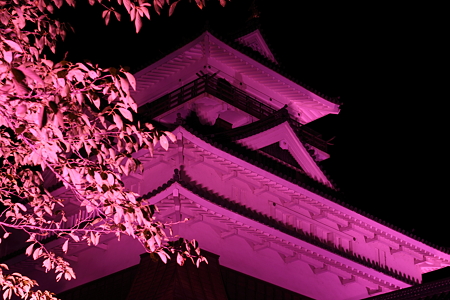 ピンクに色づいた葉桜と上山城