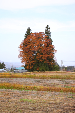 トトロの木　米沢市季山