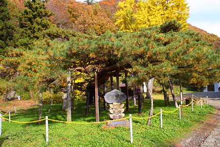 安久津八幡神社千年松