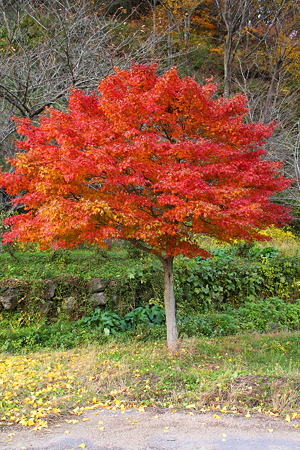 高畠町　まほろばの里歴史公園