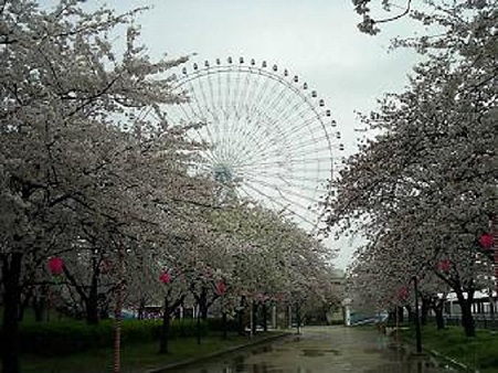 天保山の桜 と観覧車 改