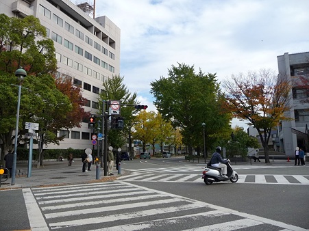 101119-紅葉 山下公園通り (2)