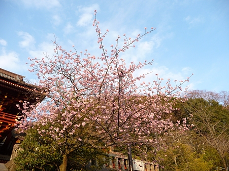 110308-鶴岡八幡宮 (10)