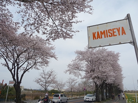 110411-海軍道路 (20)