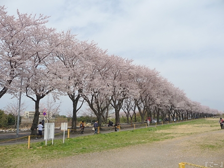 110411-海軍道路 (24)
