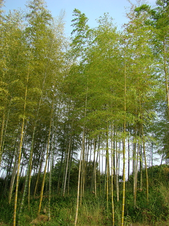 万博公園 2010-6-12