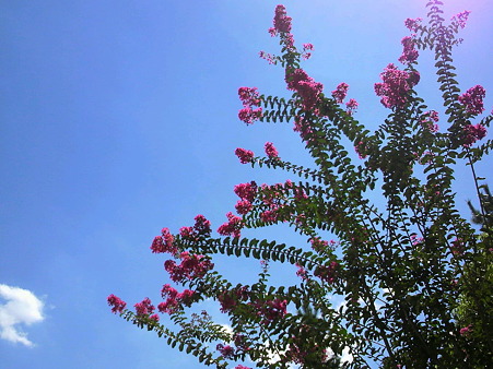 空と花
