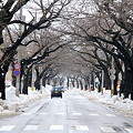 雪解け進む桜並木道