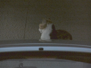 闇夜ネコ2