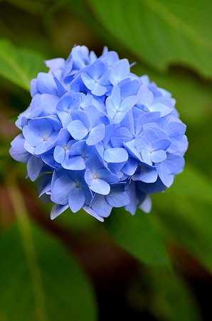 紫陽花(6)