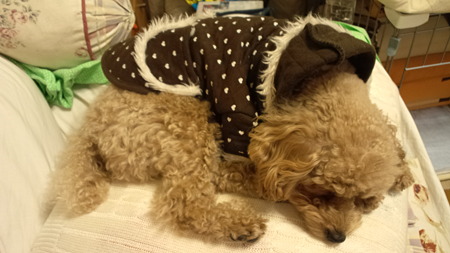 お眠のちゃこ