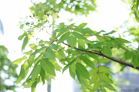 なんだったかな? NEX5 FD28 F2.8