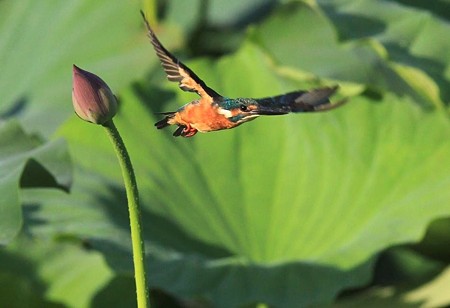 飛び出し