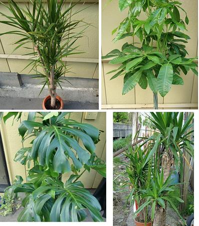 植物