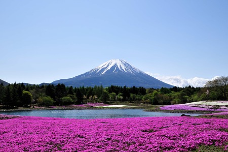 本栖湖・富士山、芝桜_106