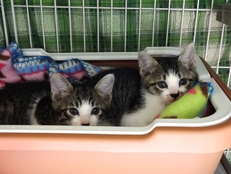 なずな＆つくし