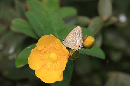 2011.10.06　和泉川　キンシバイとウラナミシジミ