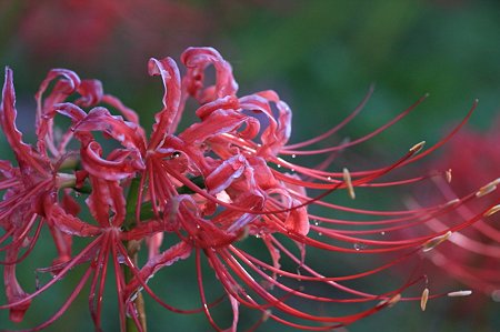 2011.10.06　和泉川　曼珠沙華　リボン