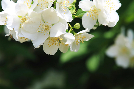 2010.05.16　和泉川　白い花(木)