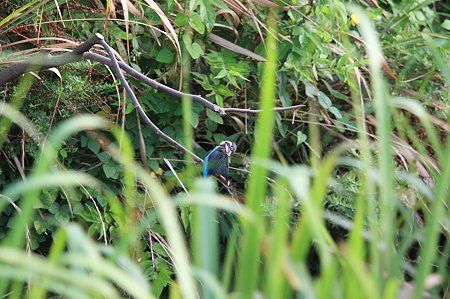 2010.08.27　和泉川　カワセミ-3
