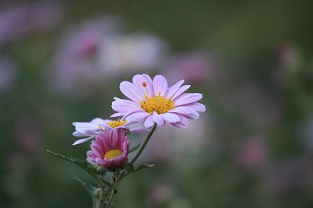 2010.11.08 和泉川 畑の菊