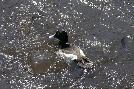 2011.03.19　大池公園　キンクロハジロ