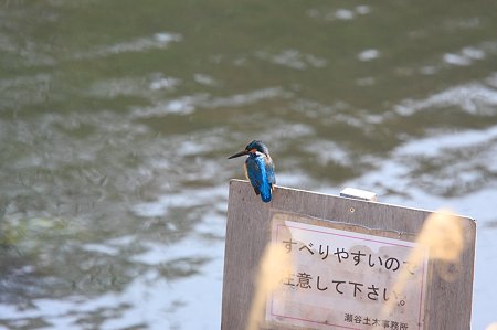 2011.03.30　和泉川　カワセミ
