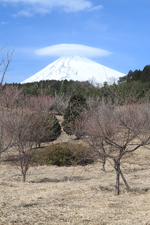 笠富士と梅の里