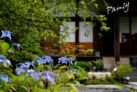 紫陽花咲く寺院・・