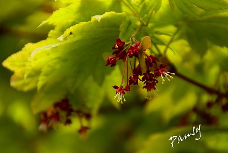 いたや楓の花・・