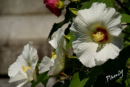酔芙蓉・・