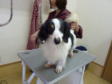 キッド君