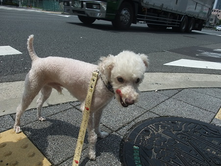 ちっこい白いトイプードル
