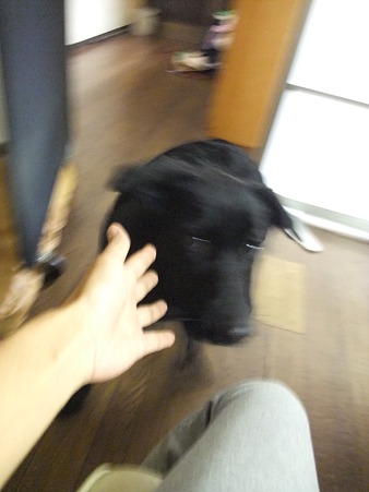 逃げます・・・