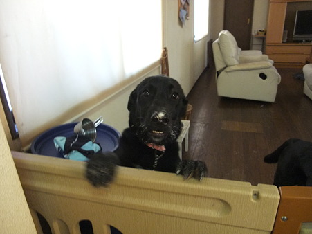犯人を捜せ!!