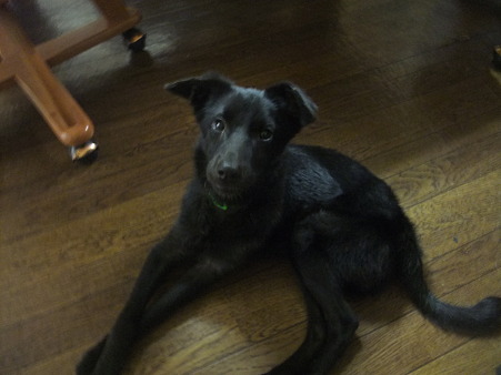 父と違い出来のいい仔犬です