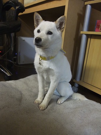 目が合うと身構えるイブちゃん