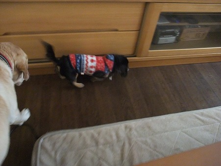 大きな犬も怖がらず