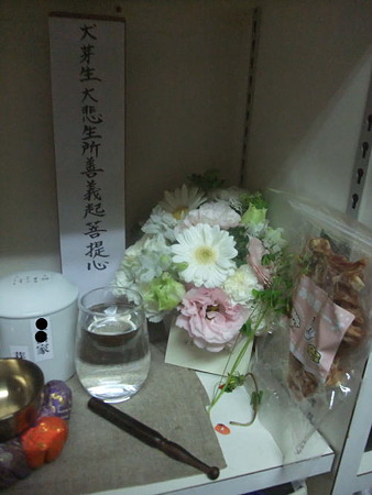 芽生が帰ってきたよ