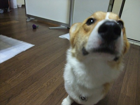 いいお顔になってきたよ