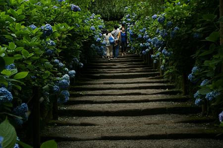 紫陽花の参道!(100626)