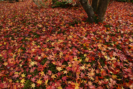 散紅葉、円光寺!(101123)