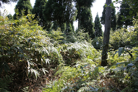 行市山砦 - 02